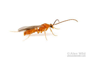 Image result for Leptactina delagoensis