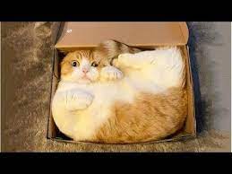 Funniest Cats Don T Try To Hold Back Laughter Funny Cats Life Youtube Cats Animals Funny Animal Videos