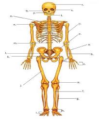 Tulang penyusun rangka tengkorak kepala (neurocranium) terdiri atas Perhatikan Gambar Rangka Berikut Ini Tuliskan Nama Bagian Rangka Yang Ditunjuk Dari A V Brainly Co Id