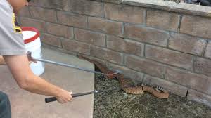 We did not find results for: Snakes Alive Animal Services Wrangles Backyard Rattler News San Diego County News Center