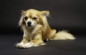 The long haired and the short haired chihuahua. Long Haired Chihuahua A Complete Breed Guide All Things Dogs All Things Dogs