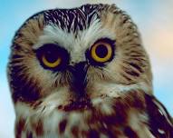 National Owl Appreciation Day