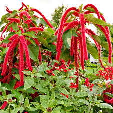 Amaranth Seeds Amaranthus 2 25 Immergrune Pflanzen Pflanzen Winterharte Pflanzen Garten