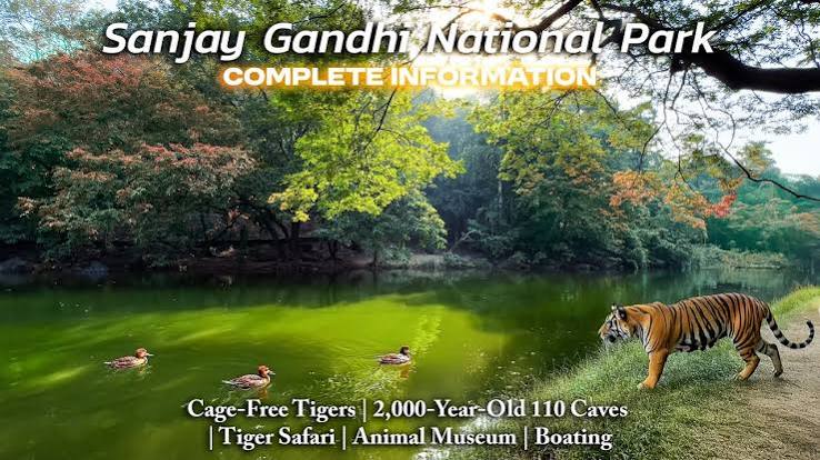 Mumbai News: Leopards In Sanjay Gandhi National Park-Aarey Increase By 15% in 6 Years To 54 - Report