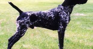 German Shorthair Pointer Dog Breeders And Dog Training German Shor German Shorthaired Pointer Black German Shorthaired Pointer German Shorthaired Pointer Dog