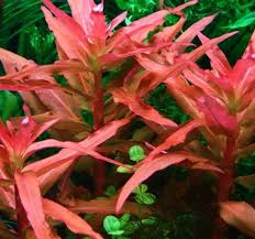 Image result for Anticharis senegalensis