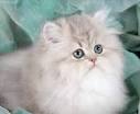 Persian Chinchilla Kittens – Gorgeous healthy and ...