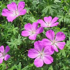 Easy to care for, generally pest free and its beautiful bright color make this a wonderful plant to have in your landscape. Storchschnabel Geranium Sanguineum New Hampshire Purple Rosa