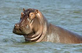 Resultado de imagem para hippos