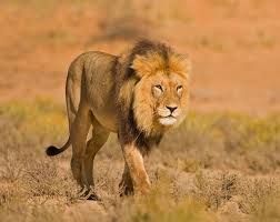 Image result for life of lions in the wild