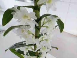 Dendrobium noblie is an orchid used for ornamental purposes. Description Of The Plant Dendrobium Nobile And Care For It
