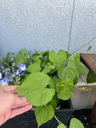 Image result for Ipomoea parasitica