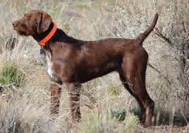 German shorthaired pointerpoodle breed appearance. Pudelpointer Info Temperament Puppies Pictures