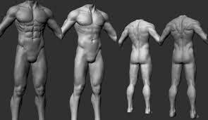 Download 846 male anatomy free vectors. Male Anatomy Study Wip Polycount