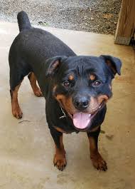 Maybe you would like to learn more about one of these? Rottweiler Puppies Rescue Pa Bmo Show