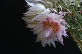 We did not find results for: Blushing Bride Protea Casa Mia Wald Michelbach