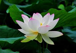 It can also signify perfection, purity, and a calm nature. Amazon Com White Lotus Flower Poster Print A4 A3 Wall Art Picture Nature Photography Images Home Decal Handmade Products