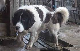 There are four types of romanian shepherd dogs: Rumanischer Bukowina Schaferhund Eigenschaften Und Charakter Hunderasse