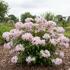 Image result for Deutzia x hybrida ′Mont Rose