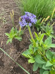 Image result for Pentanisia