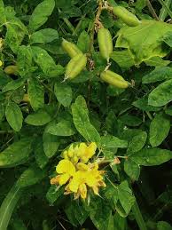 Image result for Crotalaria micans