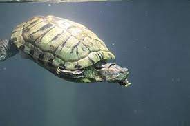 Première femme nommée au poste de médiateur des antennes à radio france, emmanuelle daviet va poursuivre le travail accompli, depuis 2015 par bruno denaes, son prédécesseur. Les Tortues Aquatiques Espace Vet