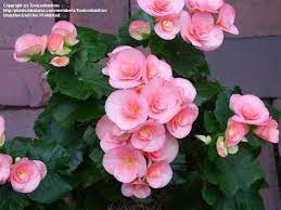 Reiger Begonias Offer A Great Range Of Bloom Colors And Only Require Bright Light Not Full Sun To Bloom Mine Is Doing Bet Begonia Plants Fast Growing Plants