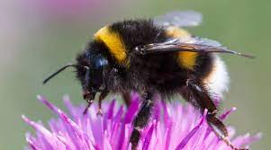 Bumble bees are visible in new york from march through november. How To Get Rid Of Bumble Bees Outside Of Your House On Your Own