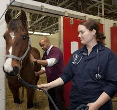 Are you a college student interested in getting a foot in the door with your chosen occupation? Veterinary Assistant Career Profile Agcareers Com