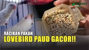 Pakan lovebird fighter goldcoin / jual gold coin lovebird murah harga terbaru 2021 : Pakan Lovebird Paud Gacor Jebol Birahi Lovebird Youtube