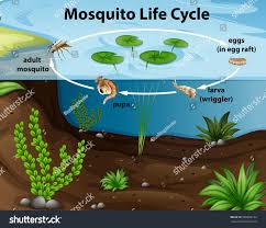 Life Cycle Of Mosquito In The Pond Illustration Ad Spon Cycle Life Mosquito Illustration In 2020 Mosquito Mosquito Life Cycle Pond Life