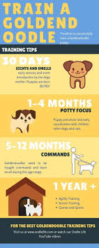 We send each trained golden retriever and vizsla home with a cheat sheet that covers the commands and hand signals, a training dvd disclaimer: Goldendoodle Training Tips Complete Timeline For Training A Goldendoodle Oodle Dogs