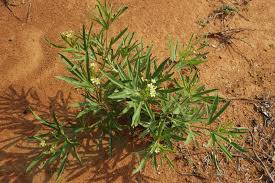 Image result for Dicoma capensis