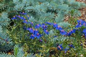 Image result for Anagallis barbata