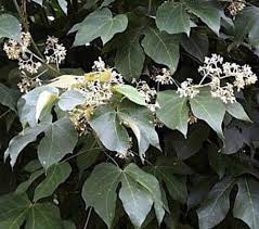 Image result for Firmiana