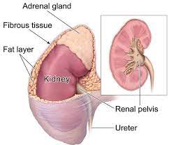 Cancer is when cells in the body grow out of control, often forming a mass or tumor. What Is Kidney Cancer