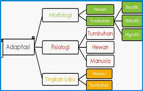 Pengertian Adaptasi Adaptasi Hidup Manusia