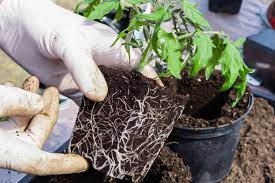 Tamp the soil firmly around the seedlings with your hands and then give them their. 5 Tips For Growing Tomatoes In Containers