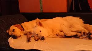 Weitere ideen zu kostenlose bilder, kostenlos, feuerwerk bilder. Hunde Foto Maria Und Milow Und Letty Gute Nacht Und Susse Traume Ich Liebe Hunde Von Herzen
