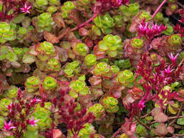Many gardeners prefer not to keep the flowers on the plant when they bloom. Ground Cover Plants The Old Farmer S Almanac