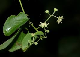 Image result for Helinus integrifolius