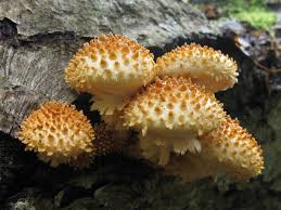 Maybe you would like to learn more about one of these? Cendawan Bersisik Foliota Pholiota Gambar Dan Perihalan Cendawan Yang Boleh Dimakan Dan Tidak Boleh Dimakan Senarai Sifat Berguna
