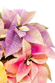 A new leaf flowers and gifts's best boards. Making Glittered Poinsettias Thriftyfun
