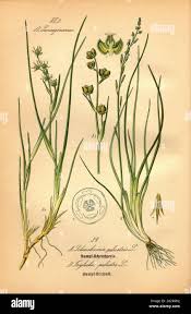 Image result for Juncaginaceae