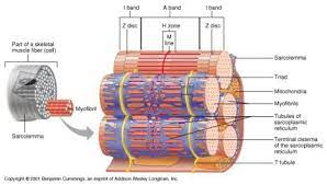 Histology Of Muscle Muscle Muscular System Mr Muscle