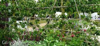 High density orchards are awesome! Planning A Mini Orchard