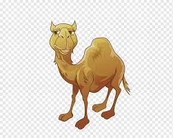 Just like human fingerprints and zebra stripes, the coat pattern of a giraffe is unique to that years ago, many people thought the giraffe was a combination of a camel and a leopard, and they called. Cute Camel Png Images Pngwing