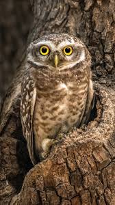 Wallpaper Owl Tree Hole 1920x1200 Hd Picture Image Encontre imagens de papel de parede. wallpaper owl tree hole 1920x1200 hd