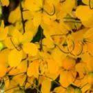 Maybe you would like to learn more about one of these? Flowers Name In Hindi And English 100 à¤« à¤² à¤• à¤¨ à¤®