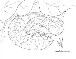 We have collected 39+ diamondback rattlesnake coloring page images of various designs for you to color. Diamondback Rattlesnake Coloring Page Ebookscursoseconcursos
